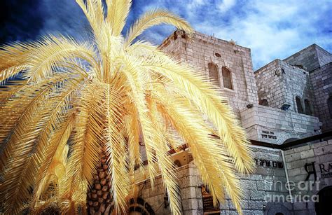 Jewish Quarter Palm Tree In Jerusalem Infrared Photograph By John
