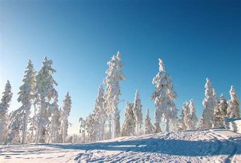Snowy Forest In Lapland Photograph By Abrahan Fraga Fine Art America