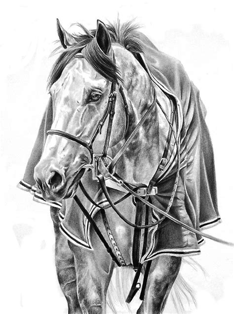 Horse Drawings Animal Art Horse Artwork