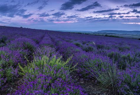 Lavender Hd Wallpaper Background Image 2500x1694 Id1091662