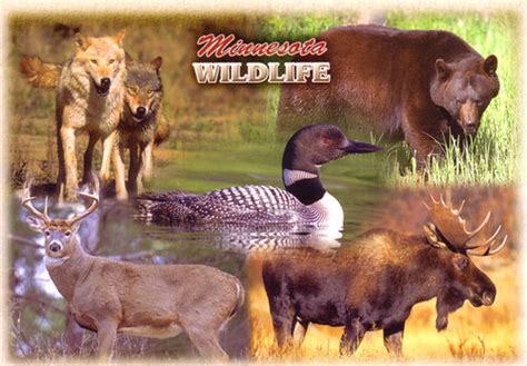 Minnesota Wildlife Minnesota Wildlife Common Loon White Flickr