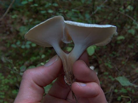 Polypores Boletes And Other Things Mushroom Hunting And