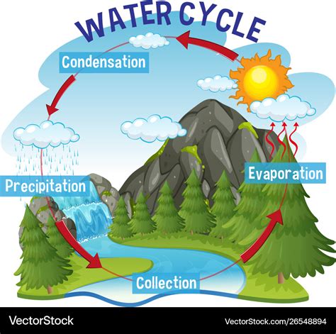 Water Cycle Process On Earth Scientific Vector Image