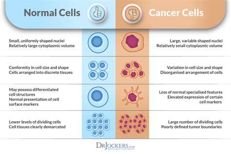 The Difference Between Normal And Cancer Cells