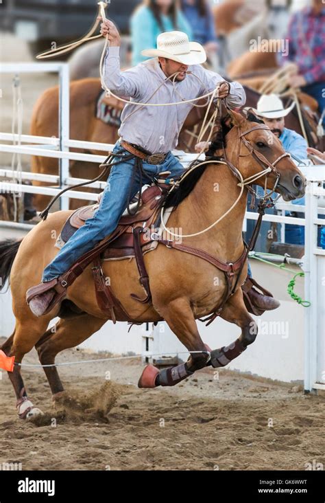 Rodeo Cowboy On Horseback Competing In Calf Roping Or Tie Down Roping