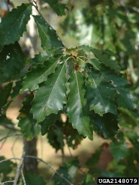 Dwarf Chinkapin Oak Quercus Prinoides Drought Tolerant Trees
