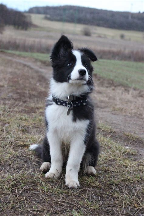 Awe A Sweet Little Border Collie Pupper Cute Dogs Breeds Cute Dogs