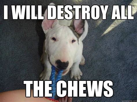 The 16 Funniest Bull Terrier Memes Of All Time Gallery English Bull