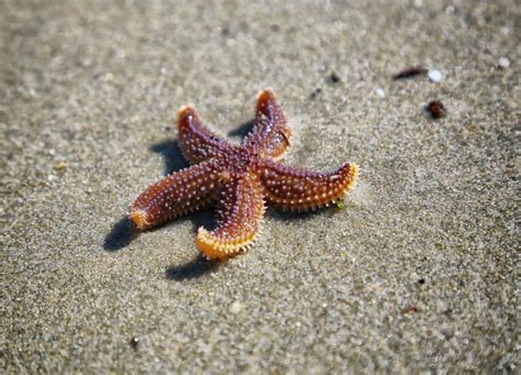 ¿cómo Se Regenera Una Estrella De Mar ¿es El Secreto De La Vida