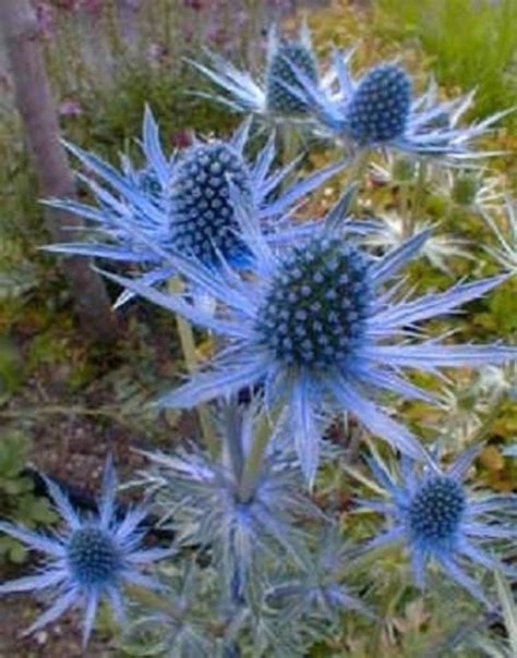 25 Blue Star Sea Holly Eryngium Alpinum Flower Seeds Comb Sh Etsy