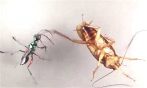 Watch The Moment A Cockroach Karate Kicks An Emerald Wasp To Avoid