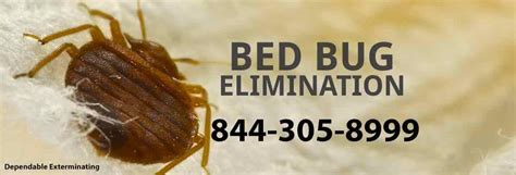 Bedbug Exterminator Bed Bug Control Bed Bug Infestation
