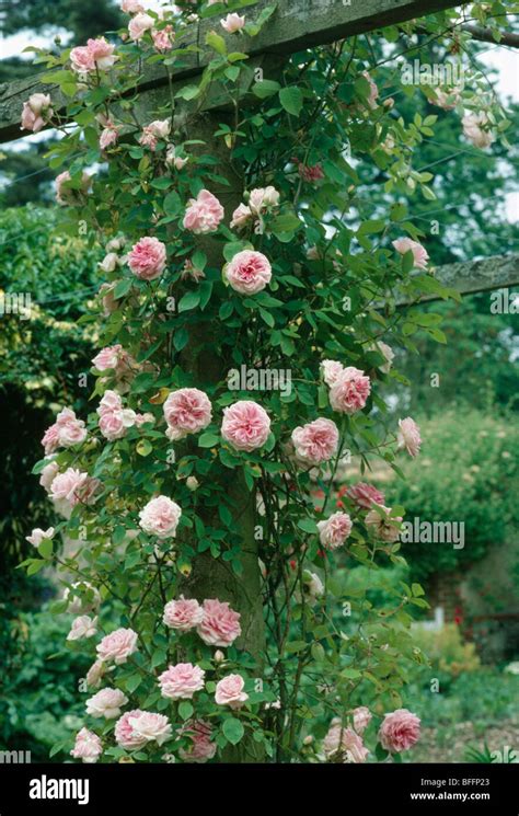 Climbing Roses On Pergola Hi Res Stock Photography And Images Alamy