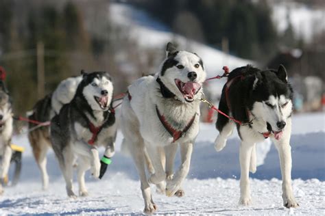 4 Best Alaskan Dog Breeds