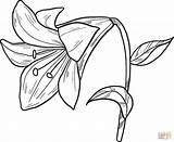 Lily Coloring Printable Supercoloring Lilies Categories sketch template