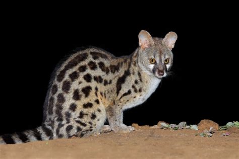 Hunting Small Spotted Genet South Africa