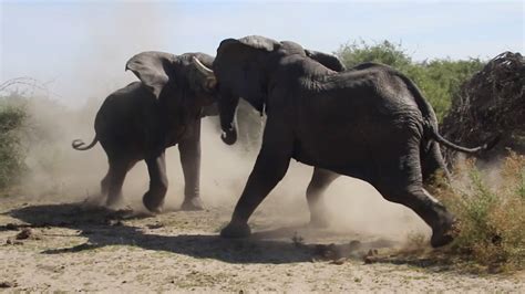 Elephants Fight Youtube