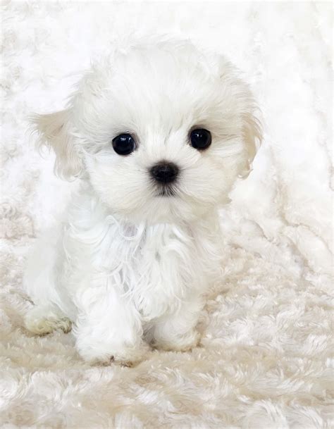 Micro Teacup Maltese Puppy Xxs Perfect Billy
