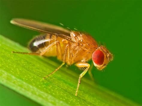 Male Fruit Flies Love To Ejaculate And They Ll Turn To Booze If They Can T Express And Star