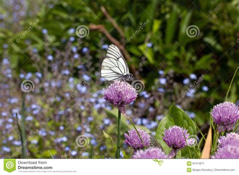 White Butterfly Flying In Flowers Stock Image Image Of