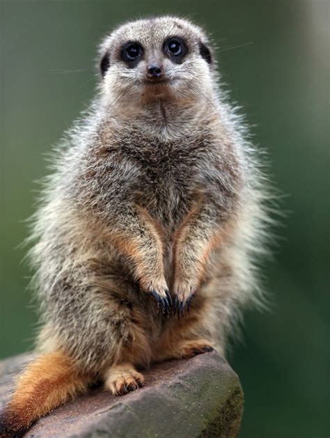 57 Best Adorable Meerkats And Ferrets Images On Pinterest Personality