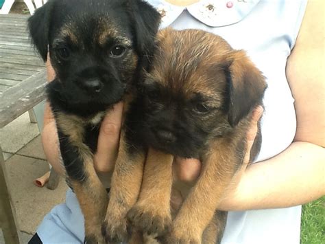 We pair border terrier breeders with you! Border Terrier puppies for sale | Sutton Coldfield, West ...