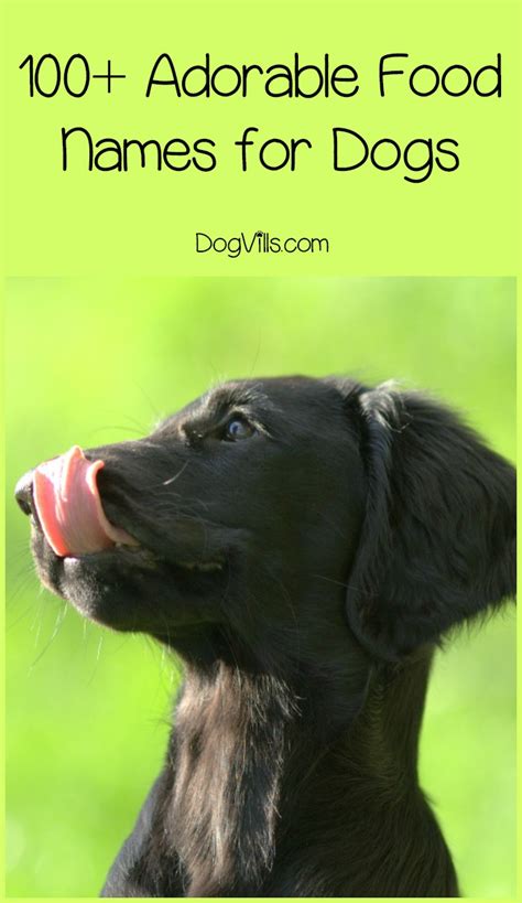 Cats make loving, playful, and fascinating pets. 100+ Adorable Food Names for Dogs - http://www.dogvills.com