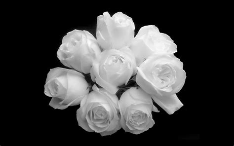 White Rose Wallpapers 67 Pictures