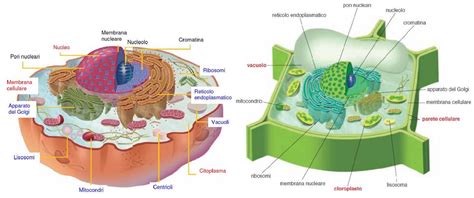 Organuli Cellule Eucariote Spiegazione E Mappa Blog Di Aiutoperstudiare