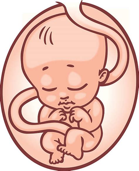 Baby Umbilical Illustrations Royalty Free Vector Graphics And Clip Art
