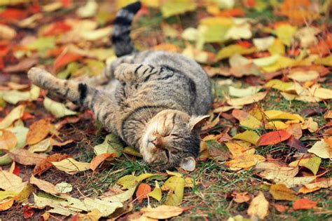 10 Cute Cats Enjoying The Fall Season Pictures Cattime Fall