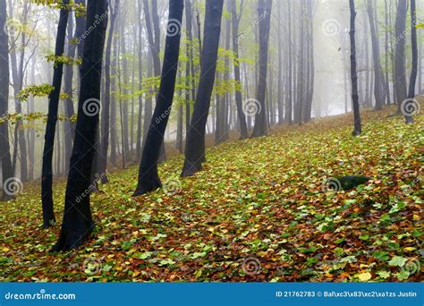 Fallen Leaves In Autumn Forest And Mysterious Fog Stock Image Image
