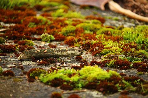 Free Photo Moss Lichen Stone Wall Stone Weathered Nature Wood