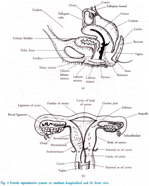 Female.of the male and female reproductive systems. Female Reproductive System of Humans (With Diagram) | Biology