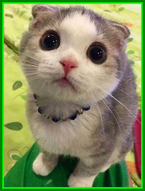 Cute Cat Breeds With Big Eyes Pets Lovers