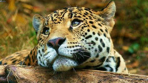 Jaguar Big Cute Wild Cat Desktop Hd Wallpaper For Mobile