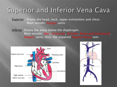 Ppt Blood Vessels And Blood Circulation Powerpoint Presentation Free