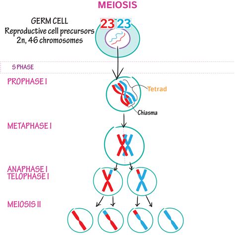 Meiosis 2 Phases