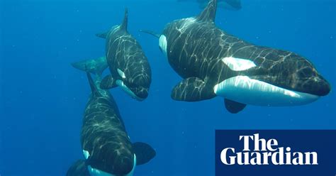 An Extraordinary Battle Between Sperm Whales And Orcas In Pictures Environment The Guardian