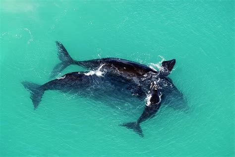 Southern Right Whale Mating Pair And Calf Photograph By Peter Chadwick