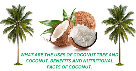 What Are The Uses Of Coconut Tree And Coconut Benefits And Nutritional