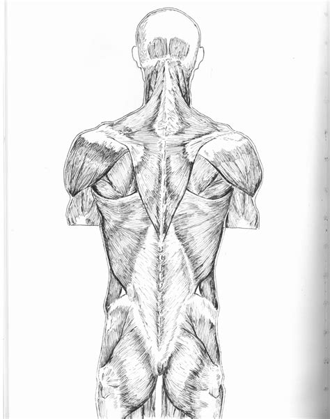 Back Muscles Anatomy Drawings