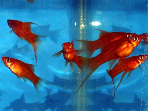 Swordtail Tangerine Hi Fin Lyretail Reverse Trio 1hfm1sfm1hff