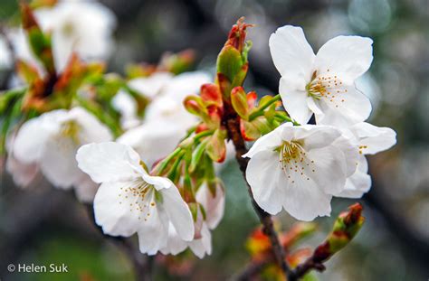A complex, formal system that is high on both politeness and ceremony, so sending flowers to japan can be a very tricky business. The Meaning of Cherry Blossoms in Japan: Life, Death and ...
