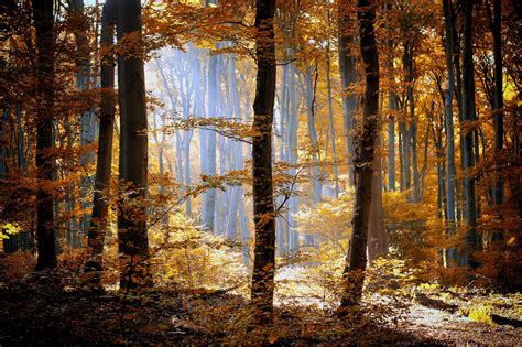 Forests Autumn Trees Hd Wallpaper Rare Gallery