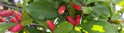 Could The Miracle Fruit Be For South Florida New Study Uncovers Data