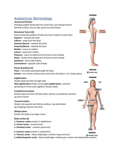 Anatomical Positions Anatomical Terminology Anatomical Position