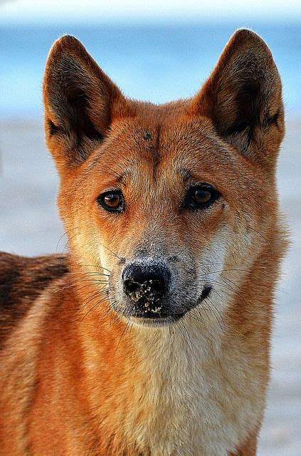 Canis Lupus Dingo Dirtmb6d By Alexandreroux01 On Flickr Australian