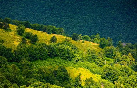 Grassy Hillside On Mountain In Summer Stock Image Image Of Nature