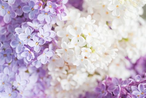 Lilac Background Photograph By Oksana Kovach